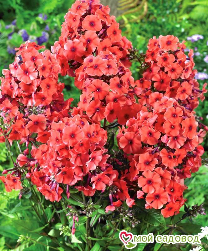 ФЛОКС МЕТЕЛЬЧАТЫЙ ТЕКИЛА САНРАЙЗ