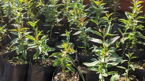 Миндаль Прибрежный